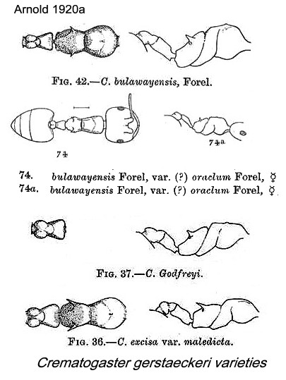 {Crematogaster gerstaeckeri varieties}