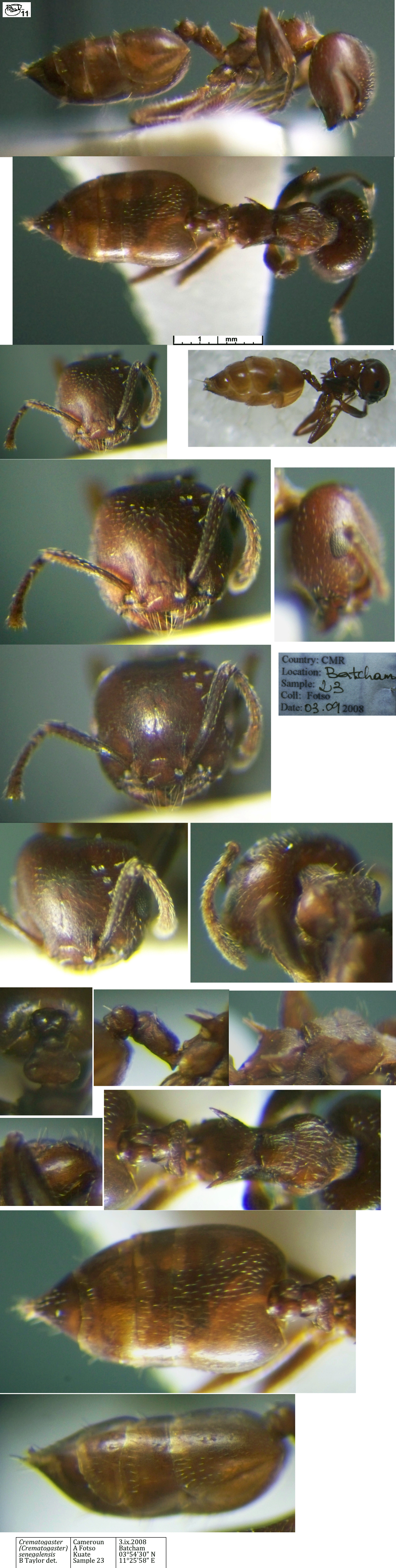 Crematogaster goliathula worker