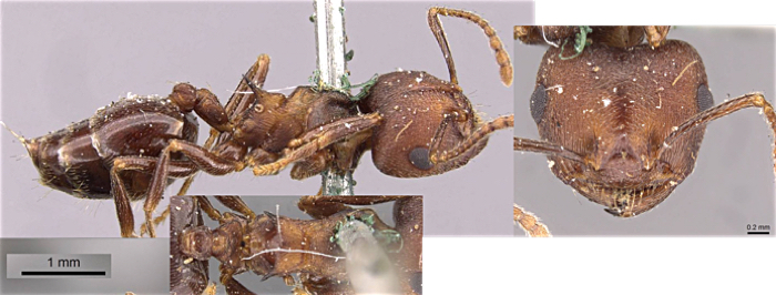 Crematogaster goliathula