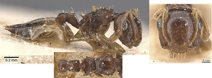 Crematogaster gratiosa