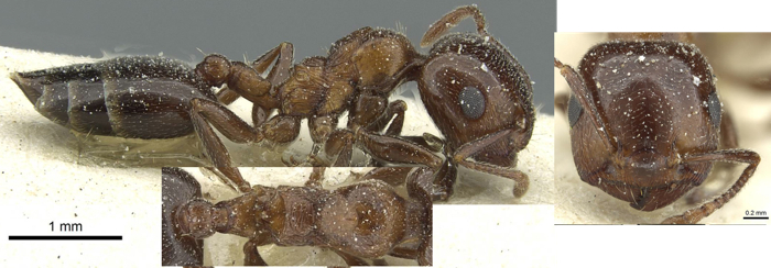 Crematogaster gutenbergi