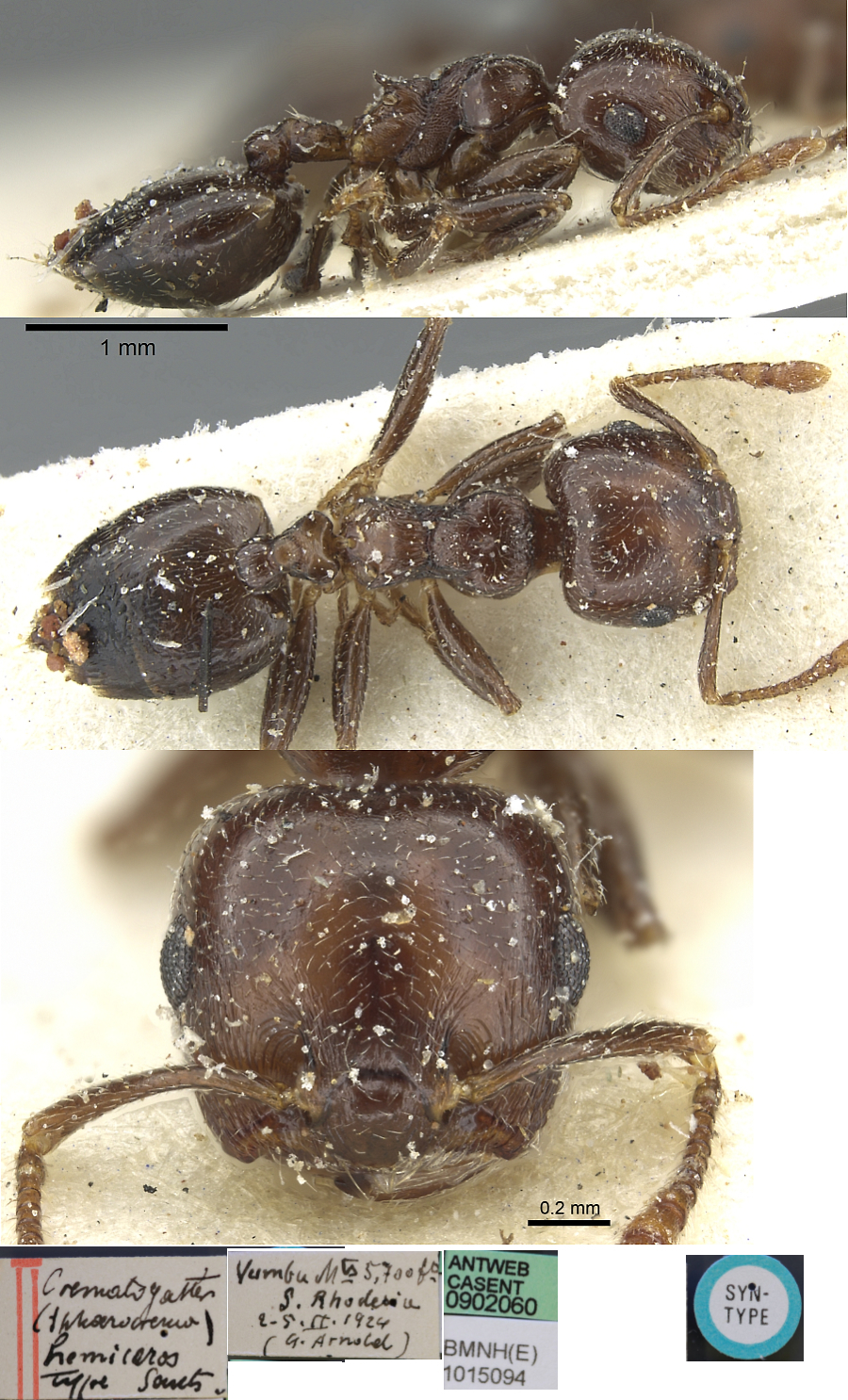 {Crematogaster hemiceros}