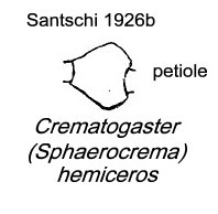 {Crematogaster hemiceros petiole}