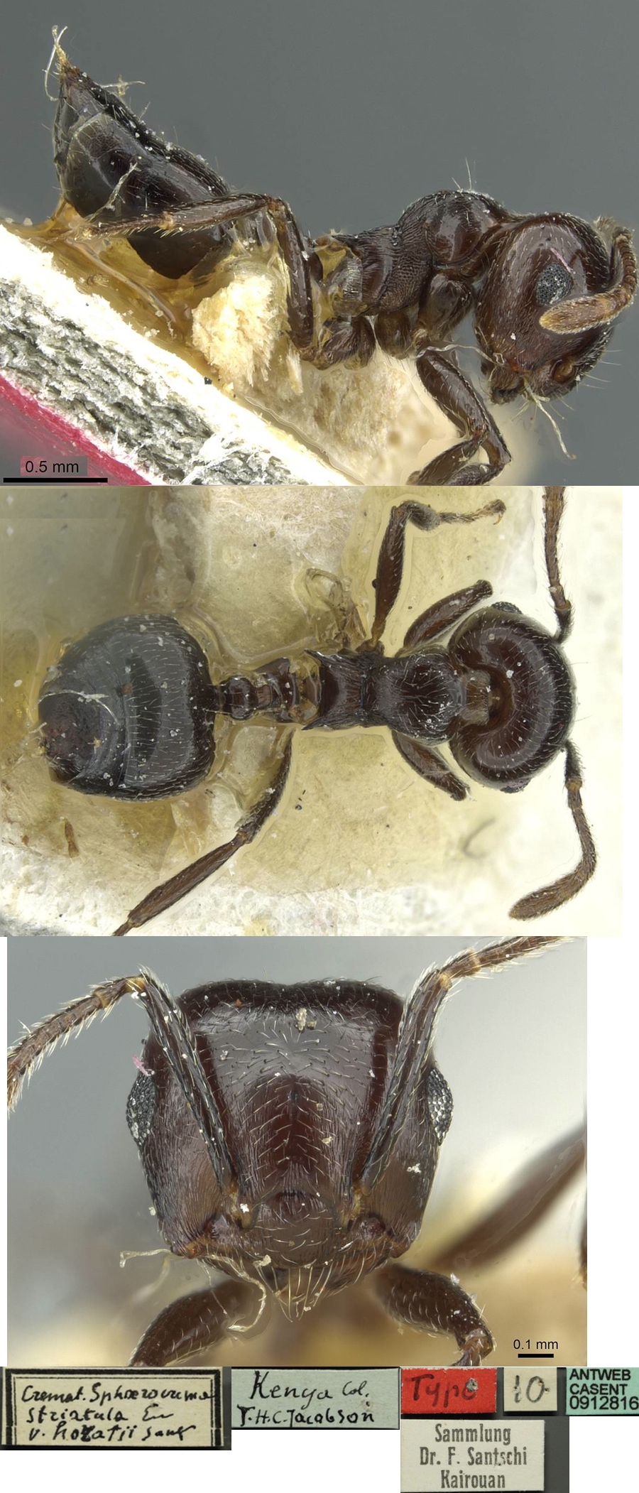 {Crematogaster horatii}