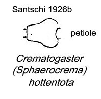 {Crematogaster hottentota petiole}