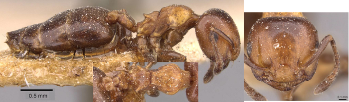 Crematogaster ilgii