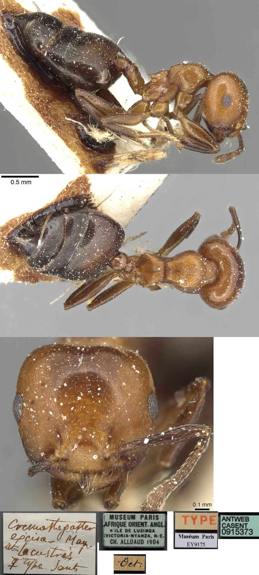 {Crematogaster ilgii lacustris}