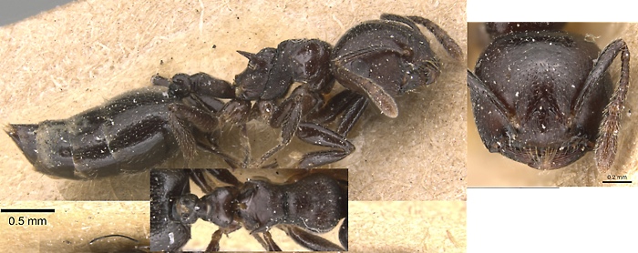 Crematogaster impressa