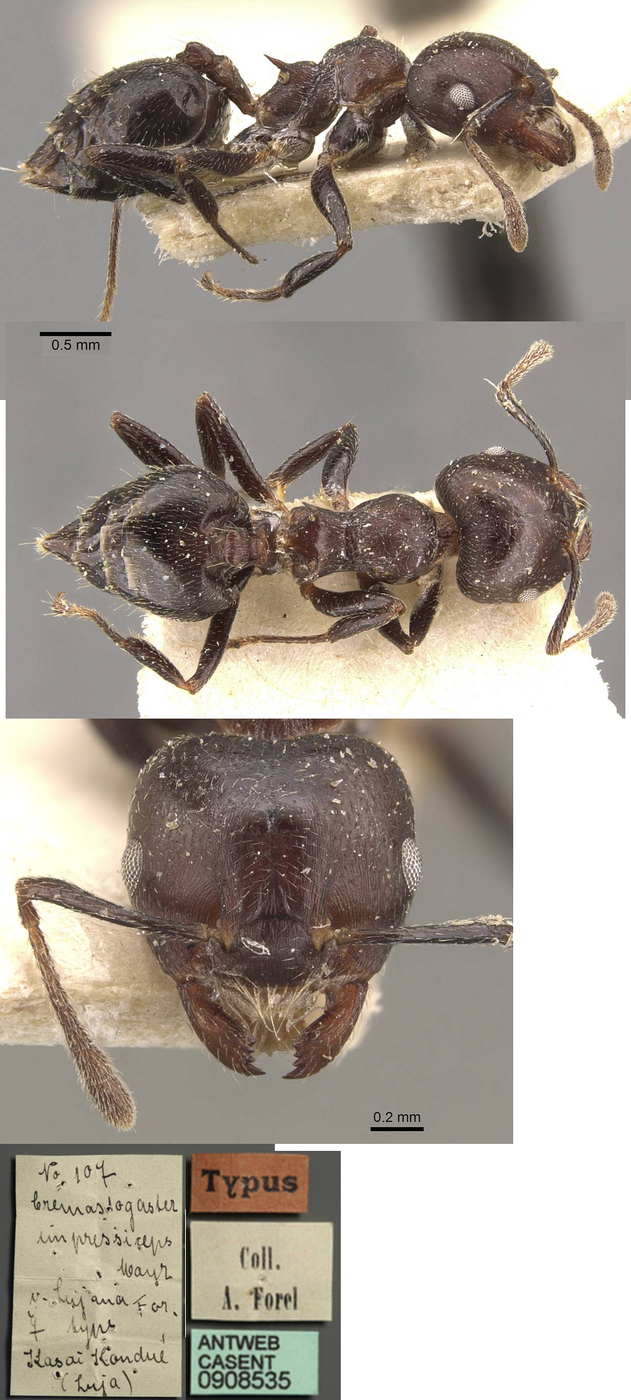 {Crematogaster impressiceps lujana}