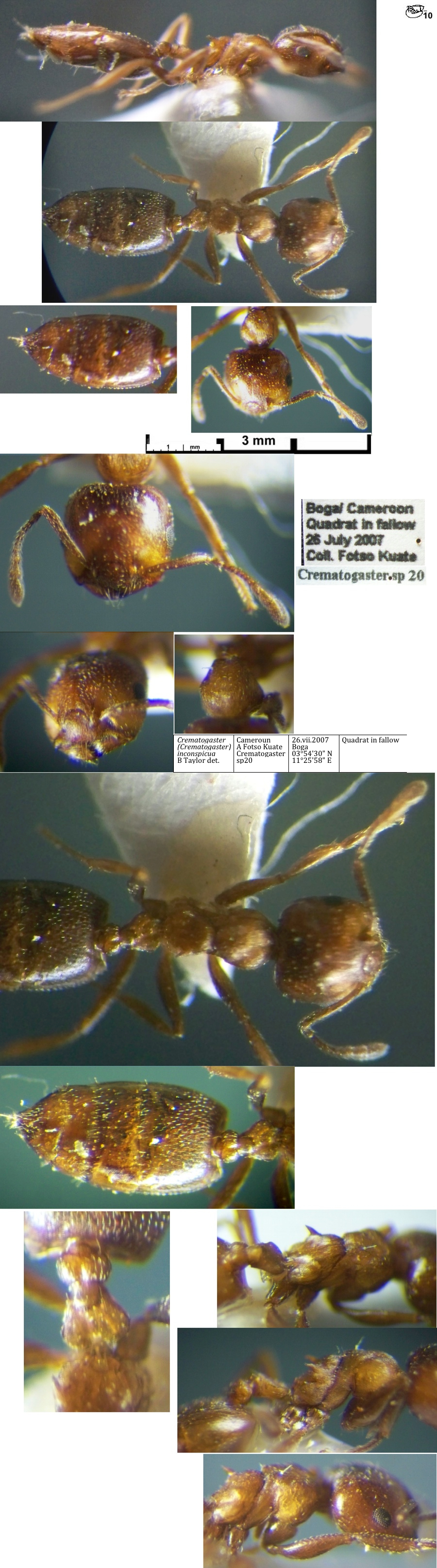 Crematogaster inconspicua