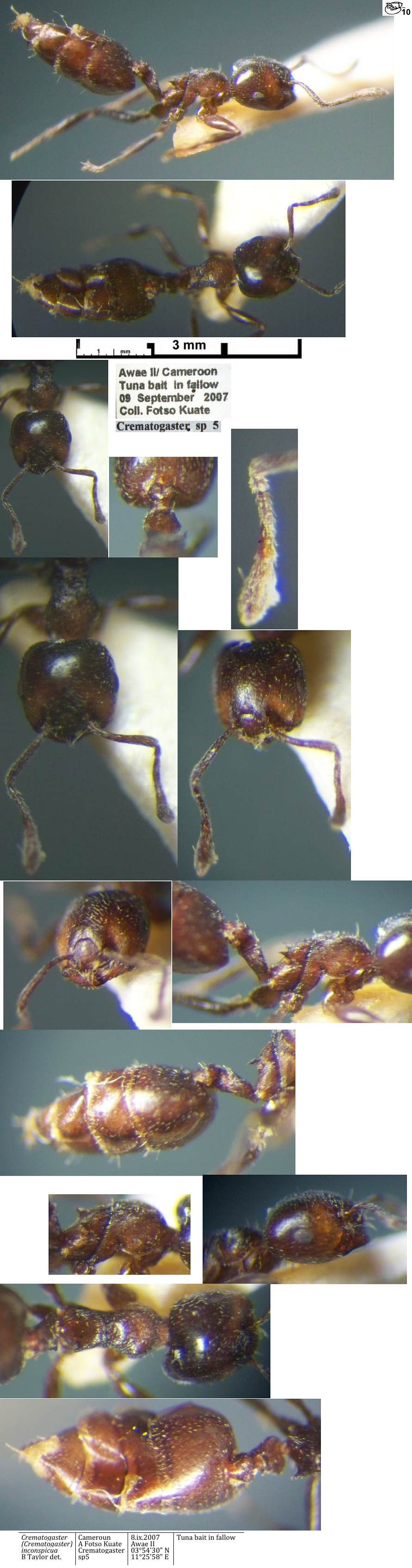 Crematogaster inconspicua