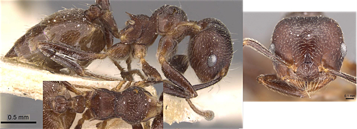 Crematogaster inconspicua