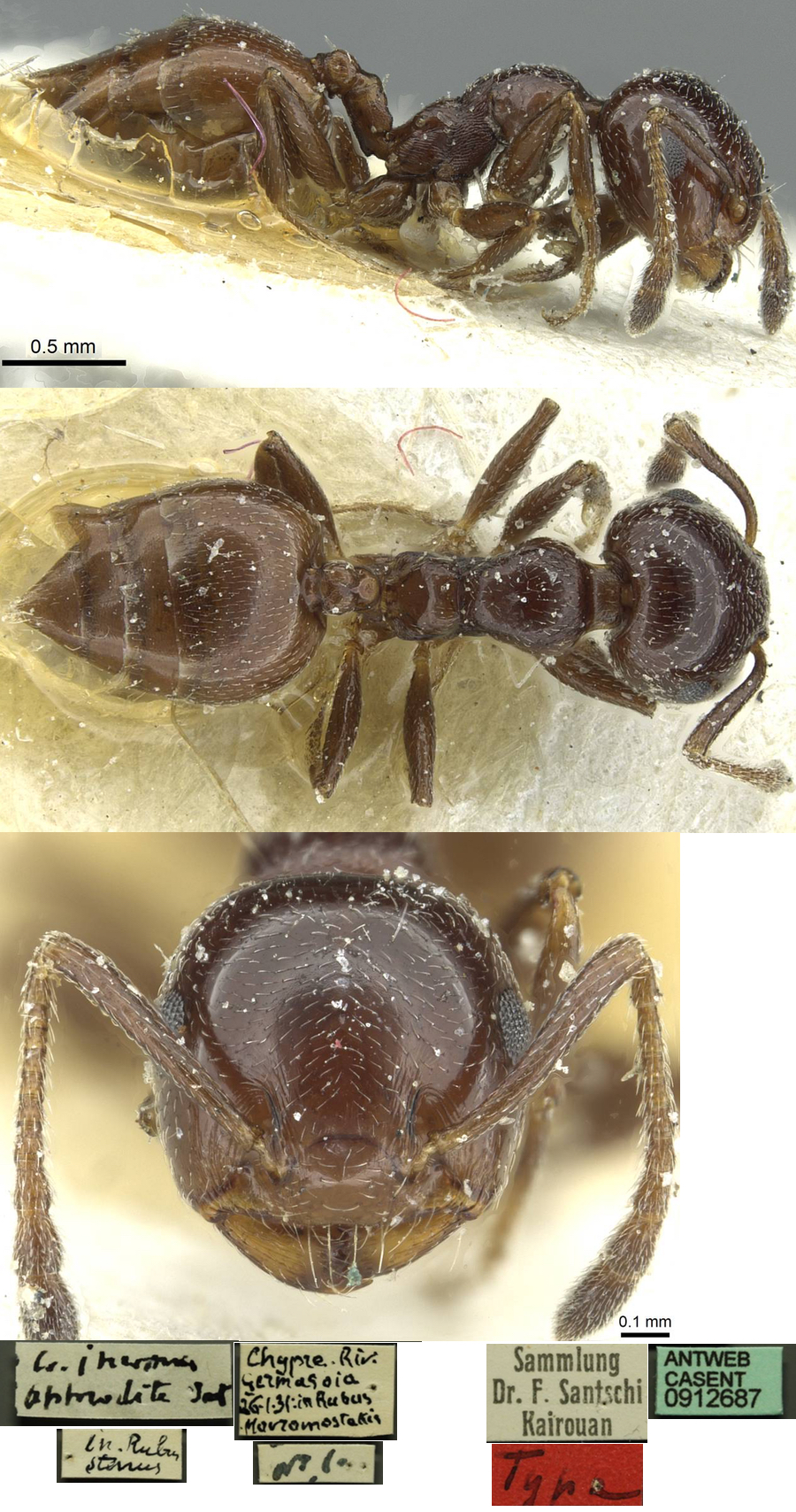 {Crematogaster inermis aphrodite}