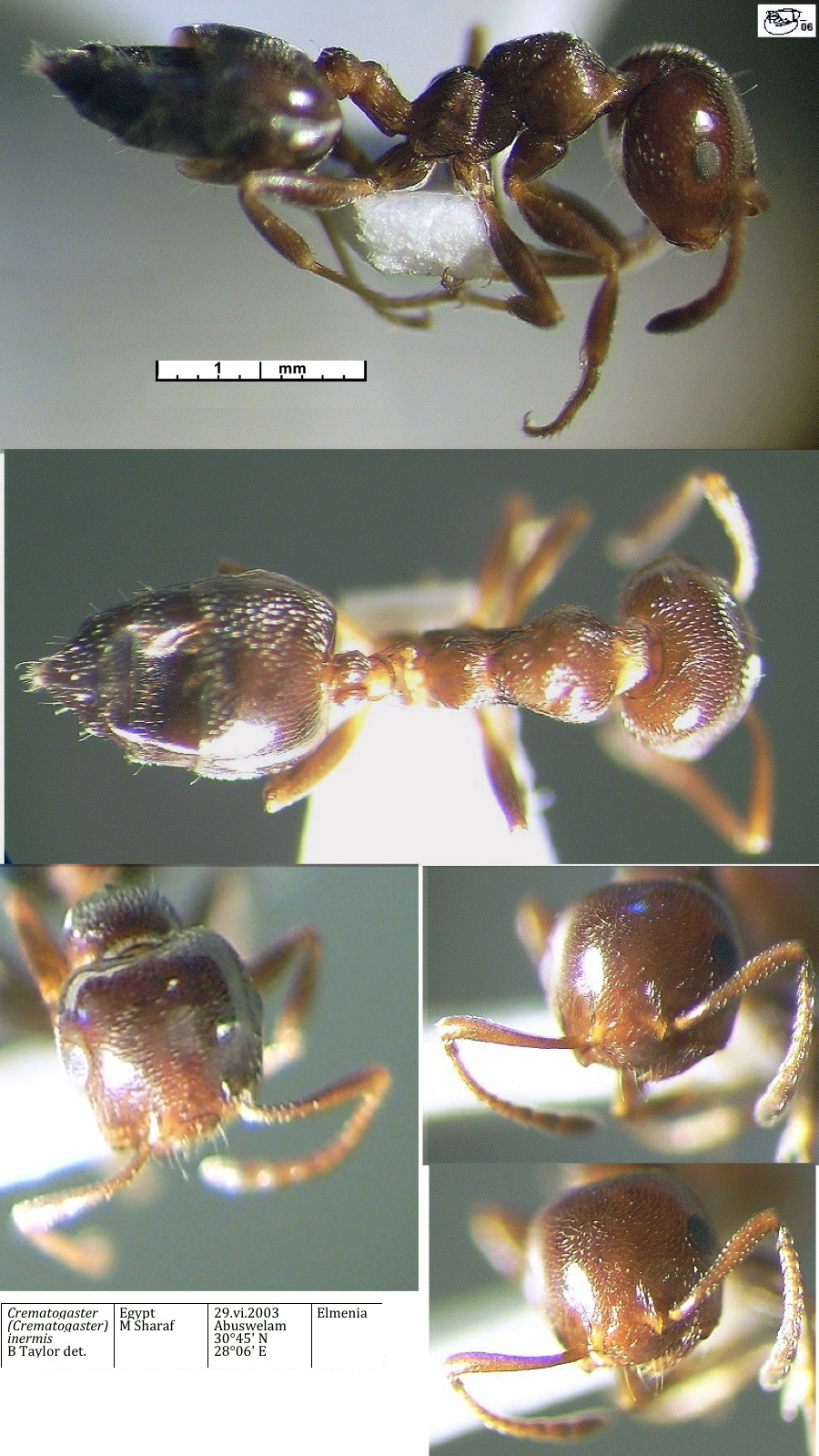 {Crematogaster inermis}