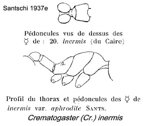 {Crematogaster inermis}