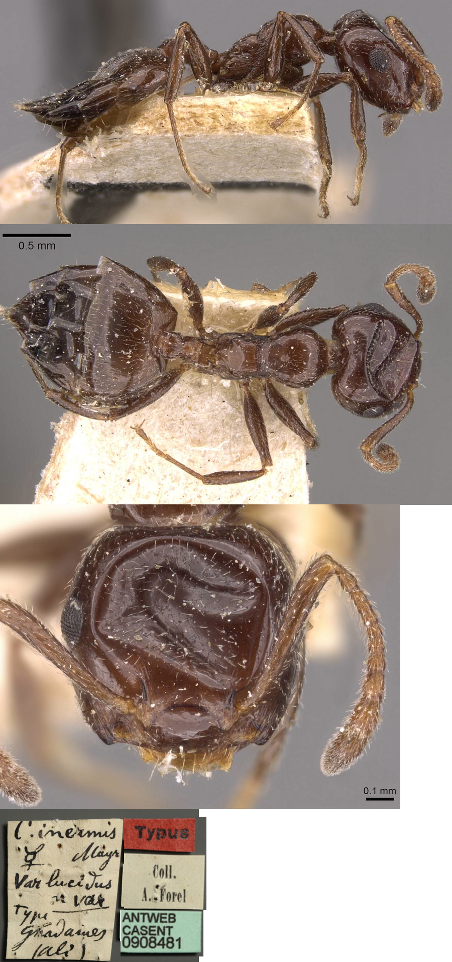 {Crematogaster inermis lucidus}