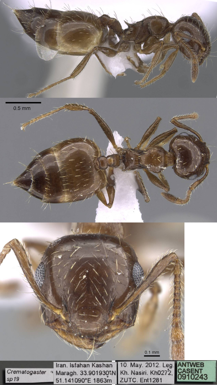 {Crematogaster n sp Iran IR19}