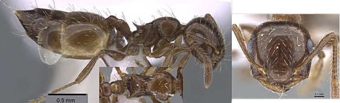 Crematogaster IR19