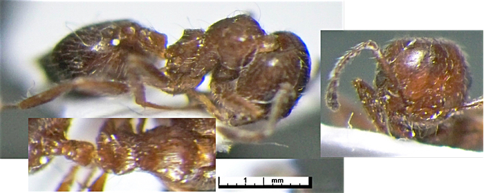 Crematogaster undet Safariyan 13