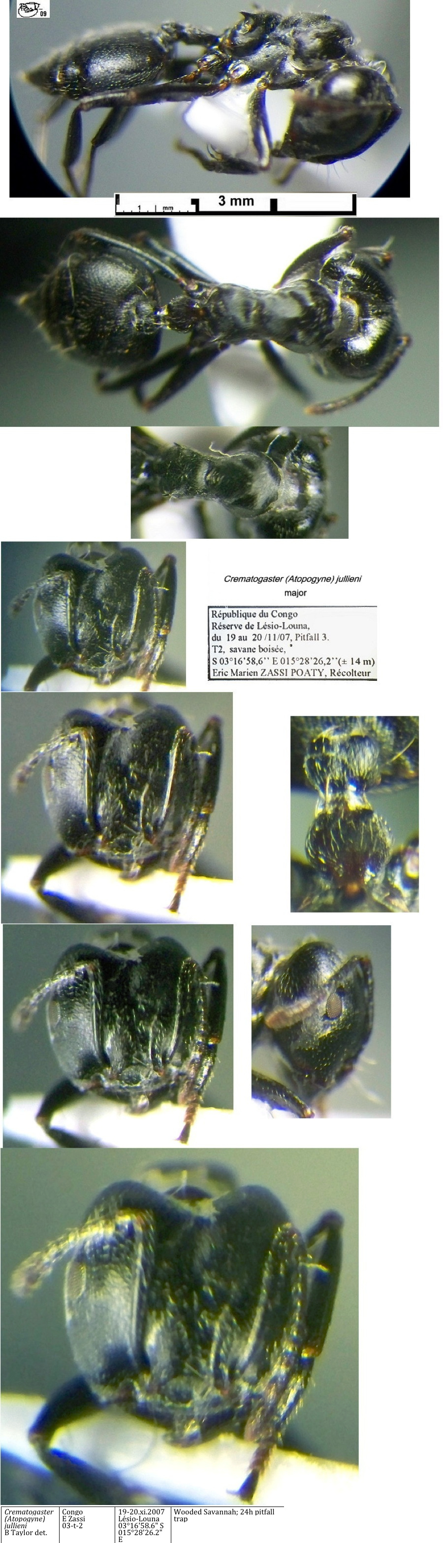 {Crematogaster julieni major}