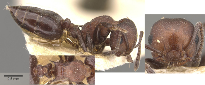 Crematogaster junodi