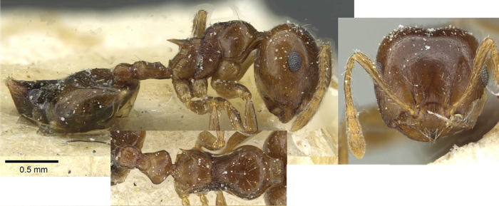 Crematogaster juventa