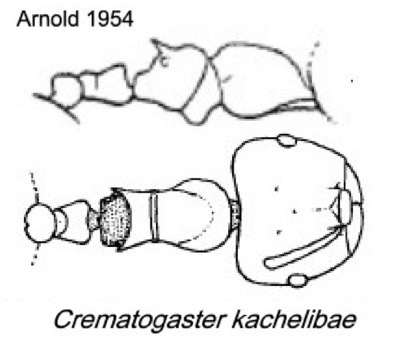 {Crematogaster kachelibae}