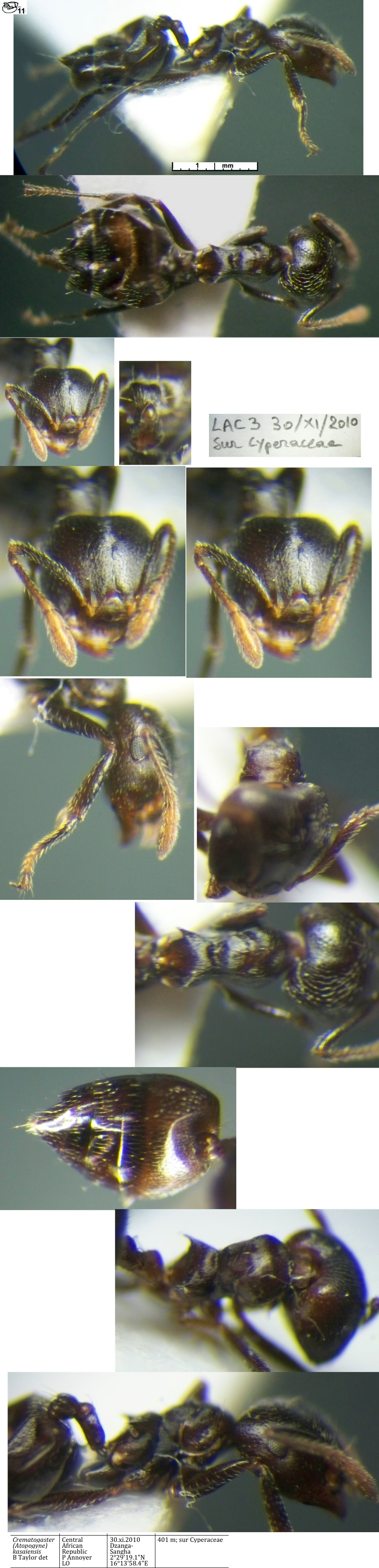 {Crematogaster kasaiensis queen}