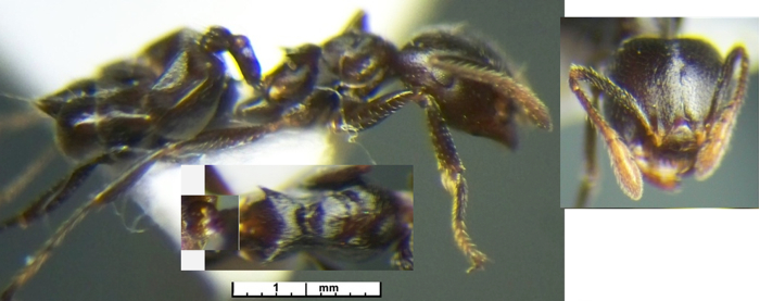 Crematogaster kasaiensis