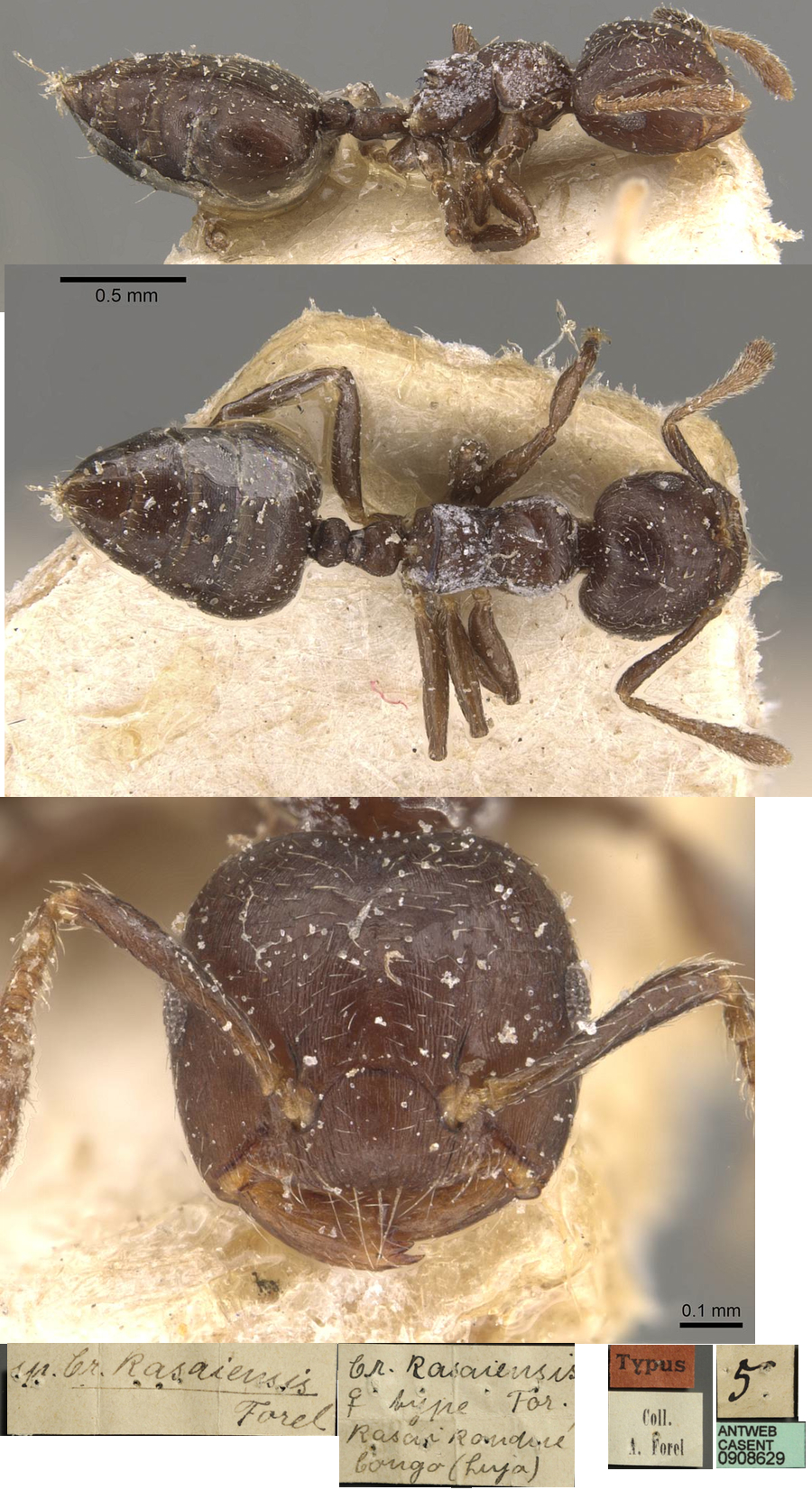 {Crematogaster kasaiensis}