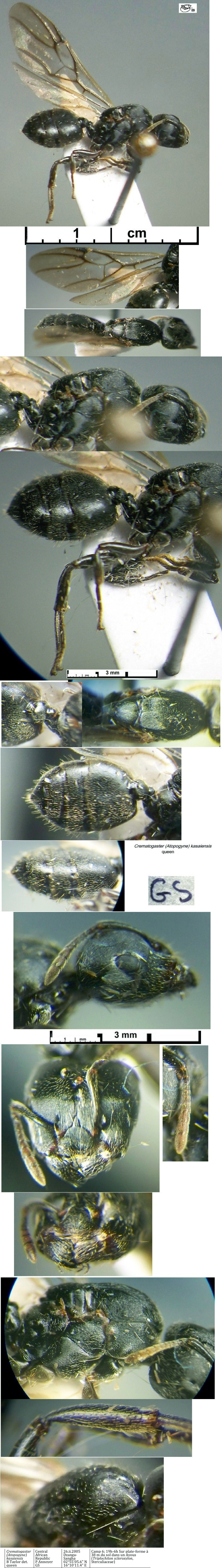 {Crematogaster kasaiensis queen}