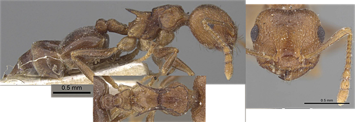 Crematogaster kneri type