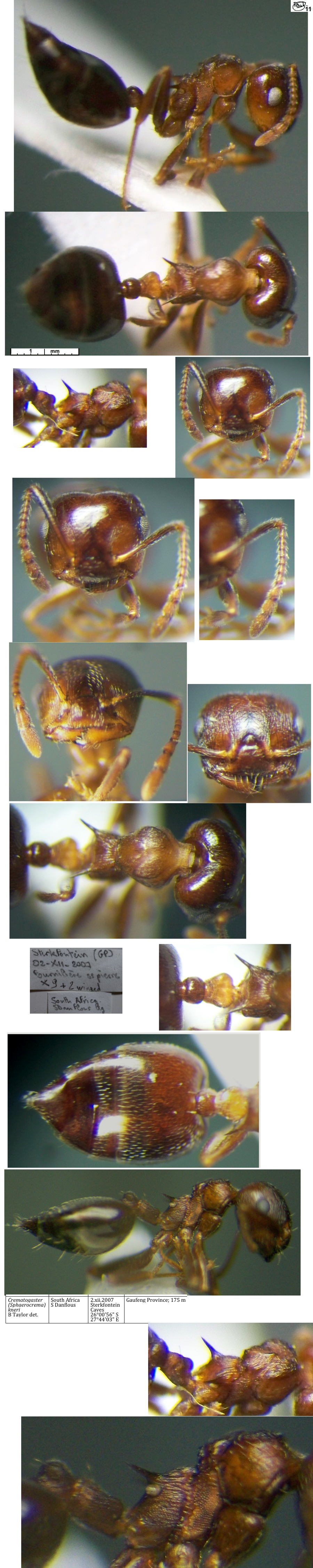 {Crematogaster (Cr.) kneri minor worker}