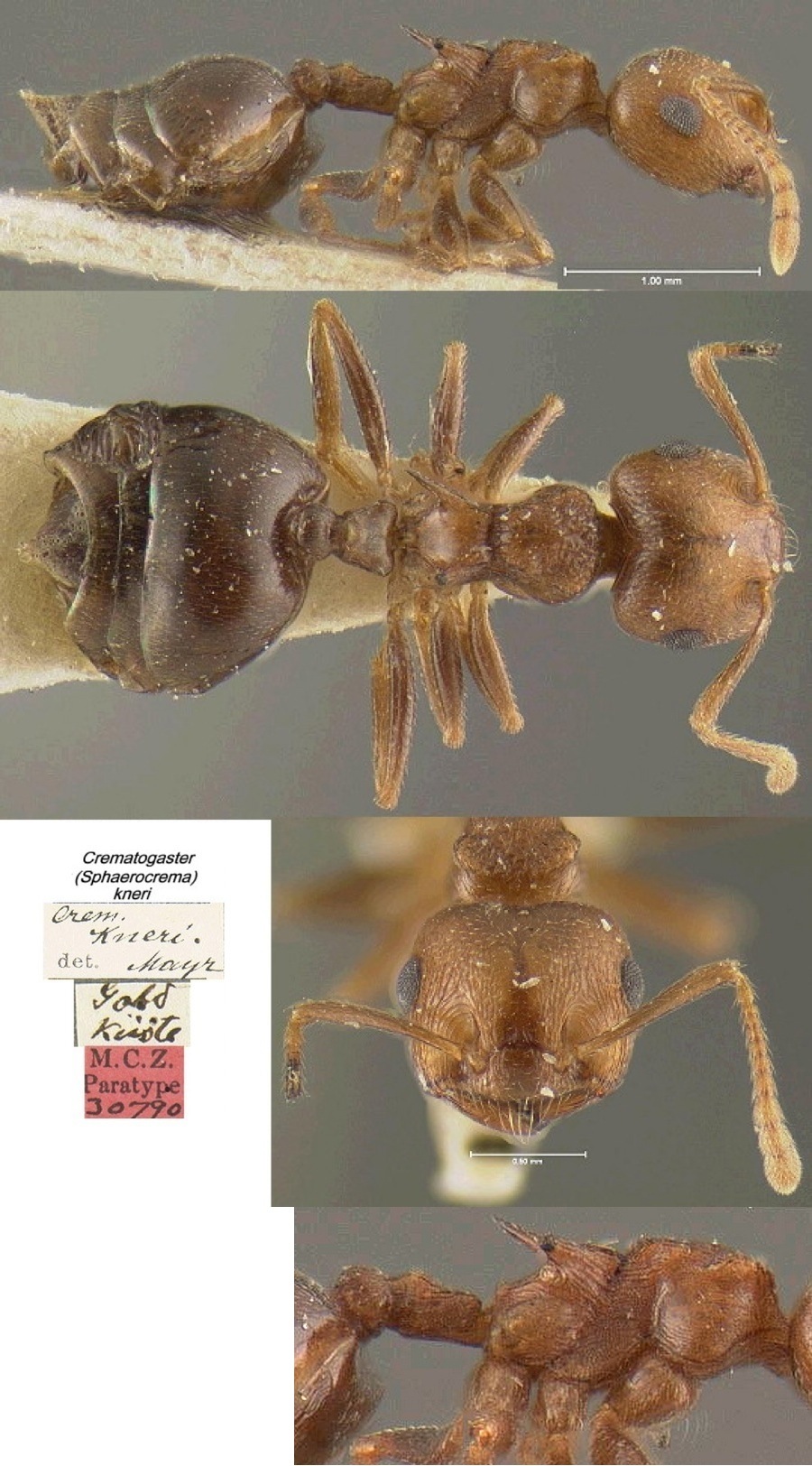 {Crematogaster (Sphaerocrema) kneri}