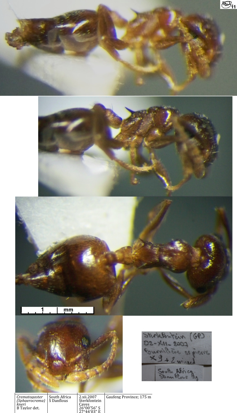 {Crematogaster (Cr.) kneri major worker}