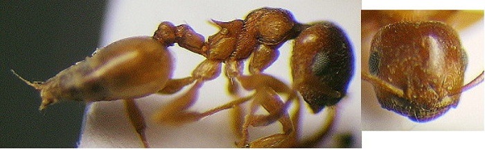 Crematogaster kneri