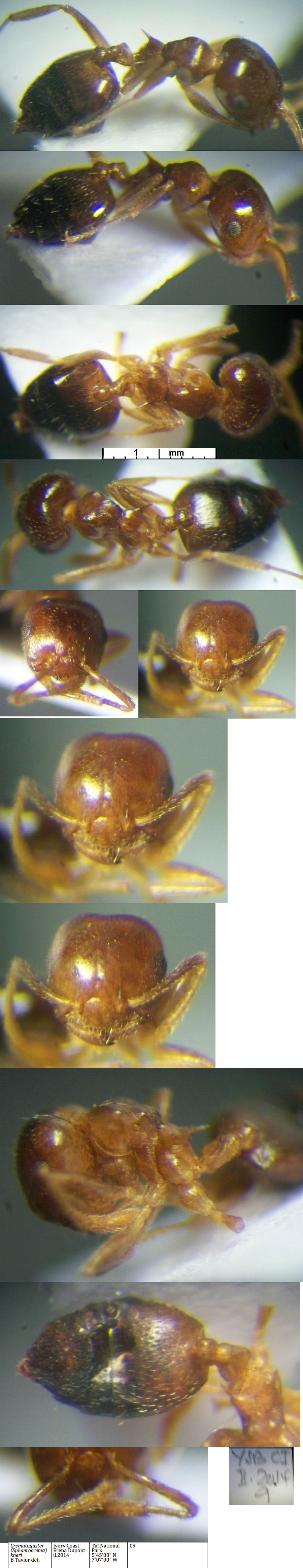 {Crematogaster kneri}