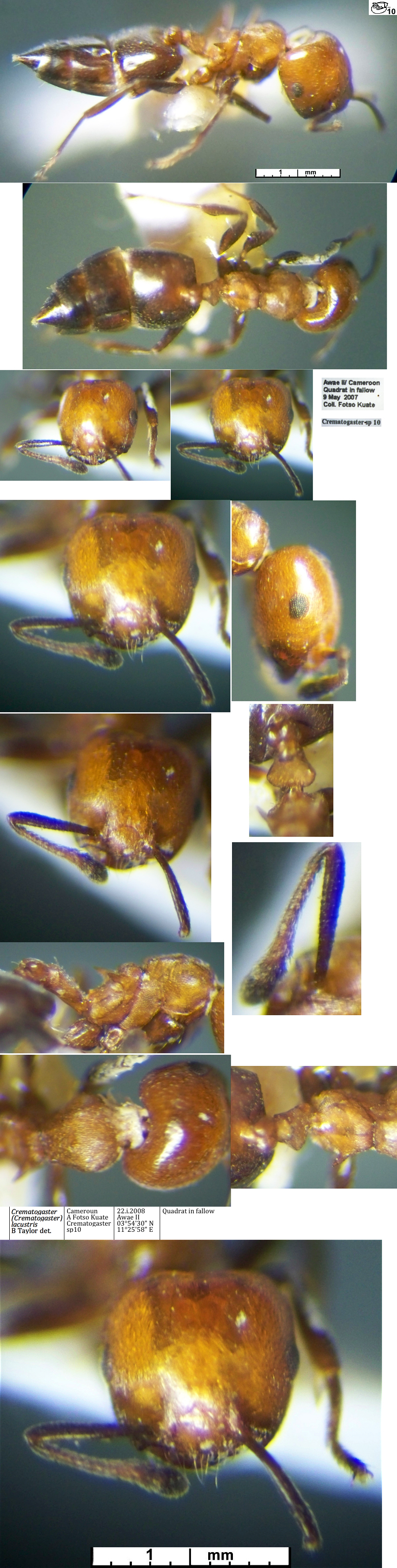 Crematogaster lacustris