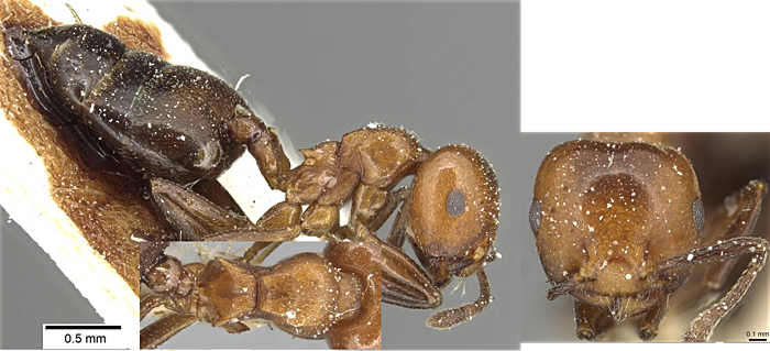 Crematogaster solers