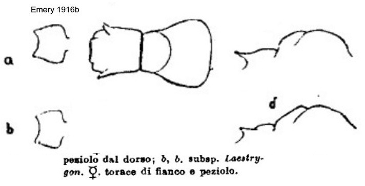 {Crematogaster laestrygon}