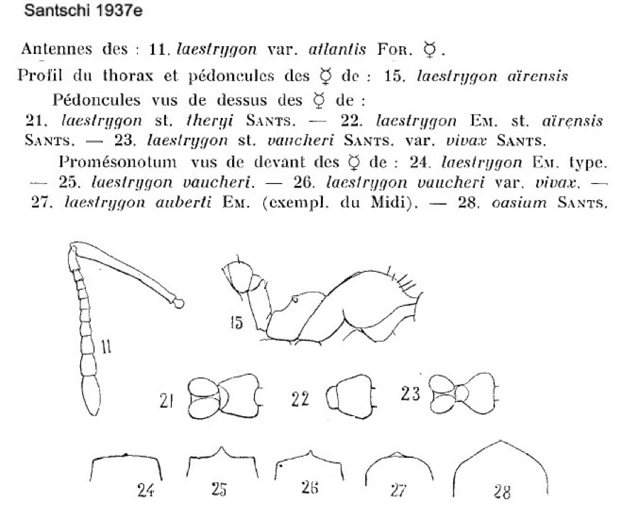 Crematogaster laestrygon variations