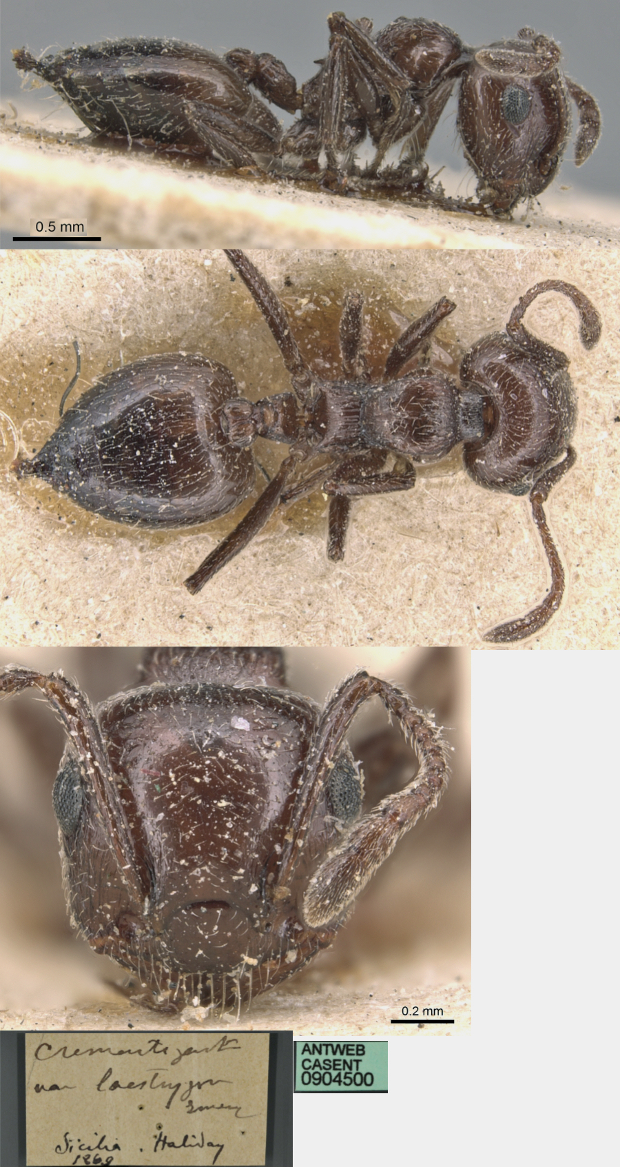 Crematogaster laestrygon