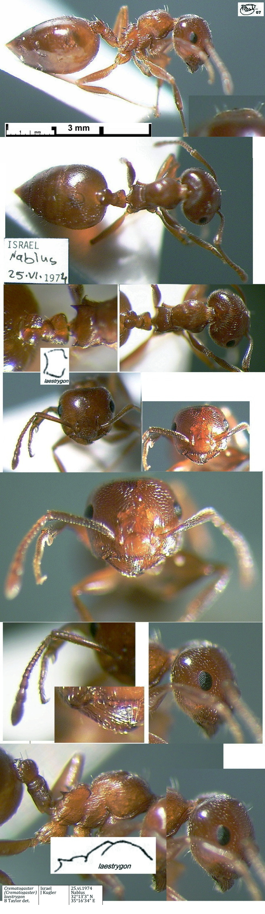 {Crematogaster laestrygon major}