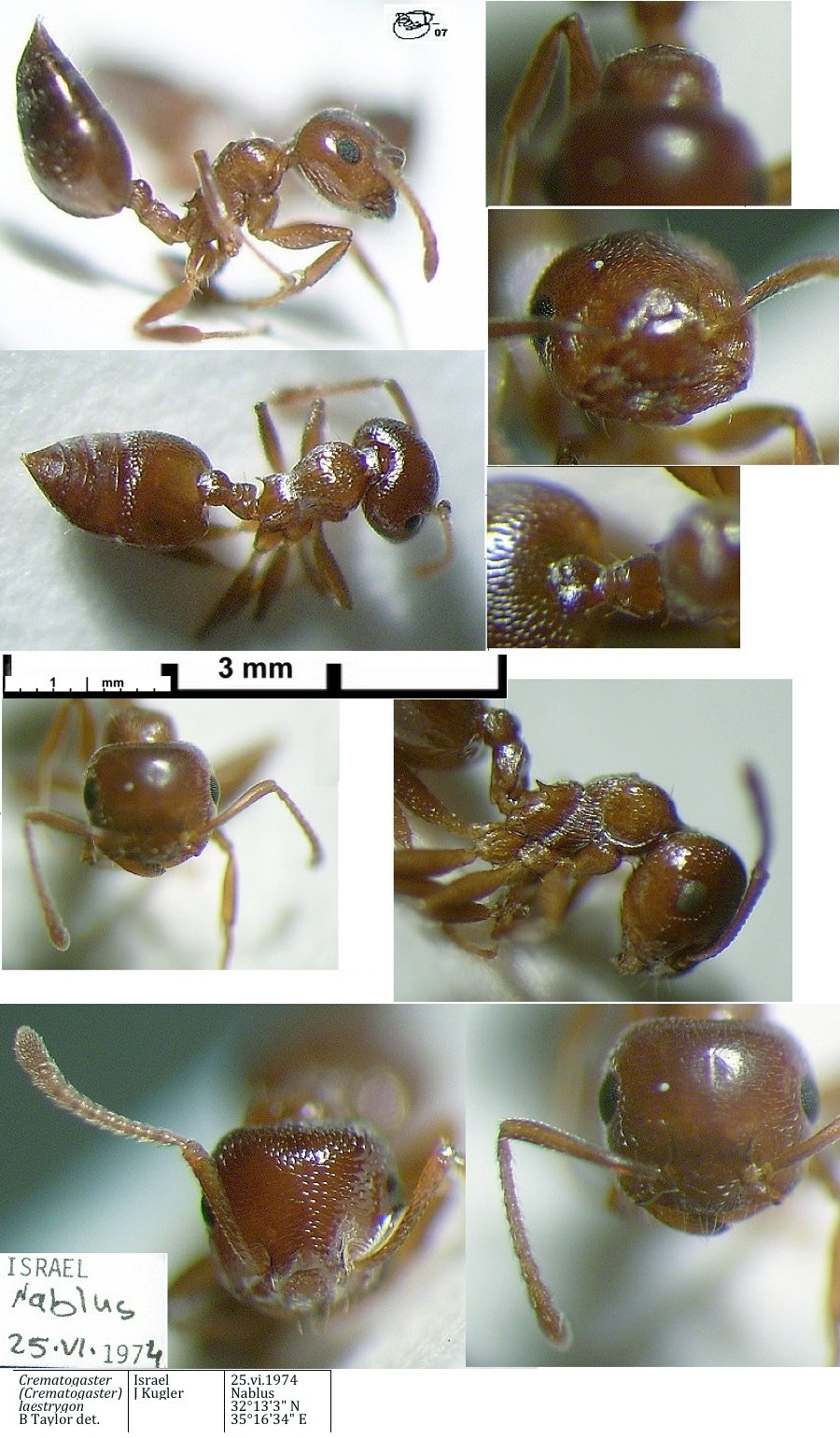 {Crematogaster laestrygon minor}