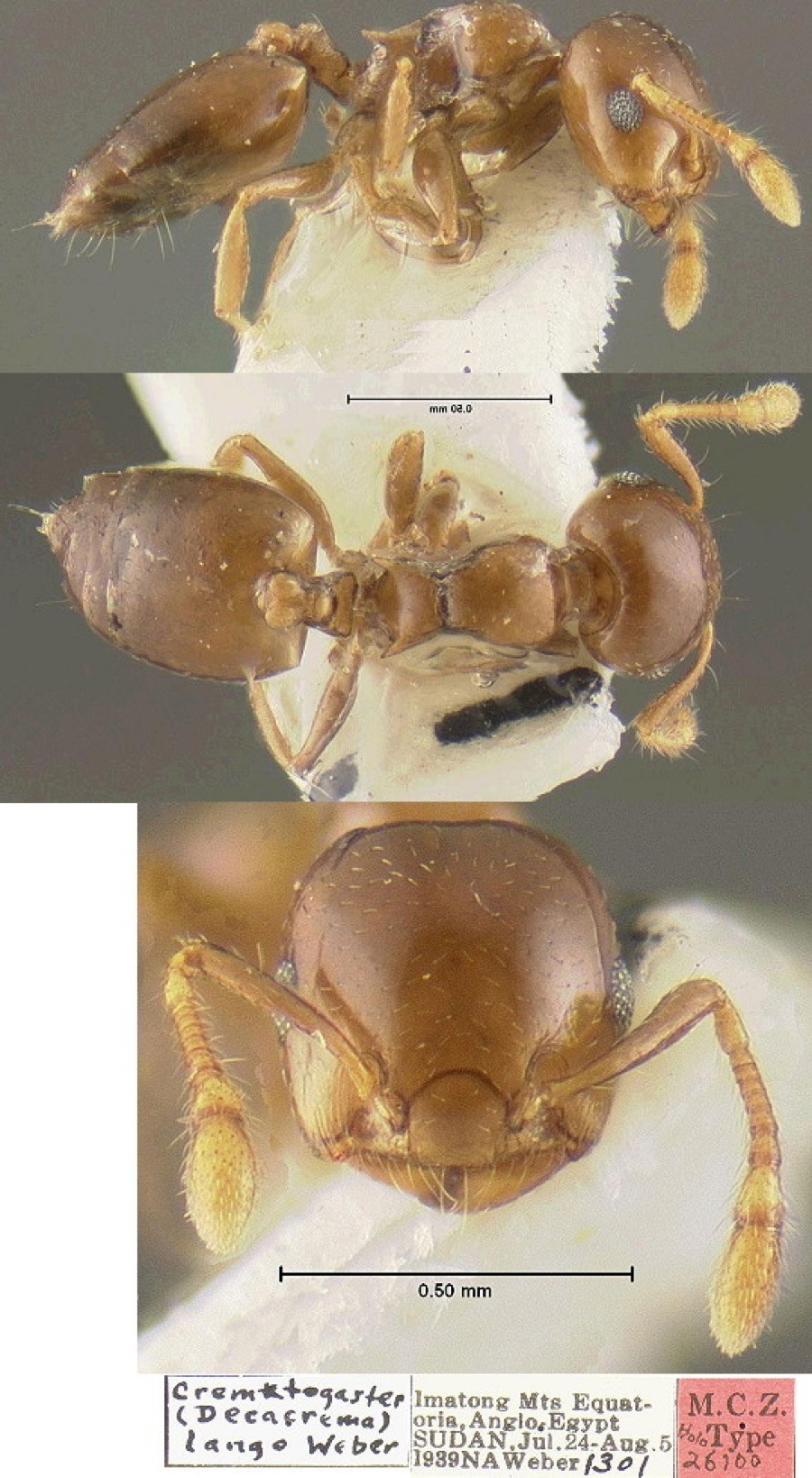 {Crematogaster (Decacrema) lango}