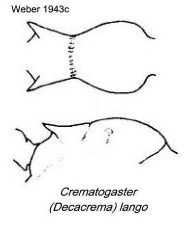 {Crematogaster (Decacrema) lango}