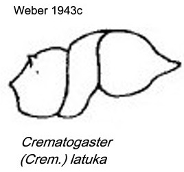 {Crematogaster (Crem.) latuka}