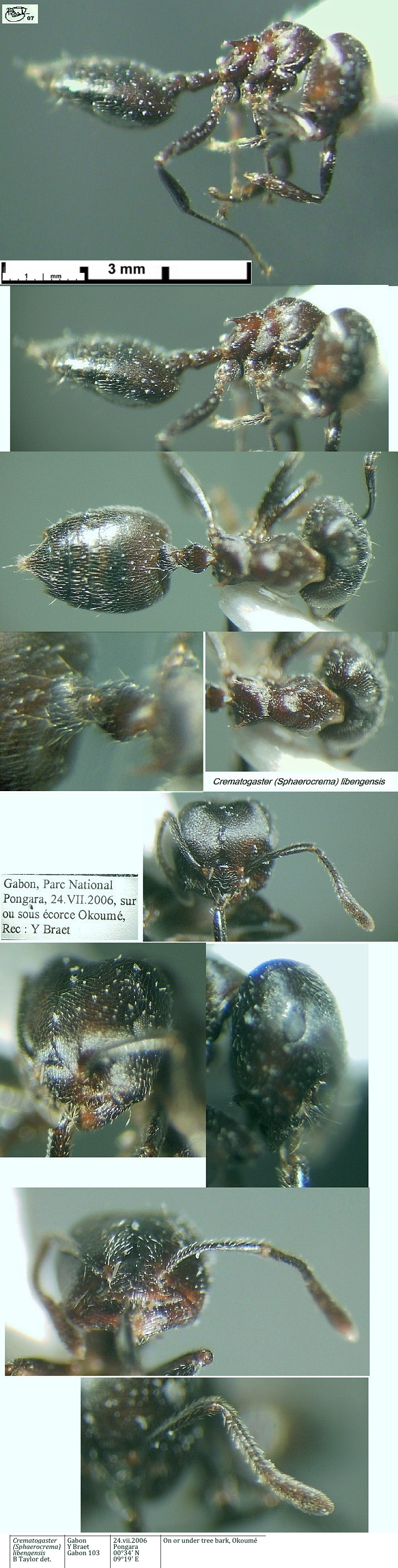 {Crematogaster gabonensis}