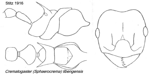 {Crematogaster libengensis} align=