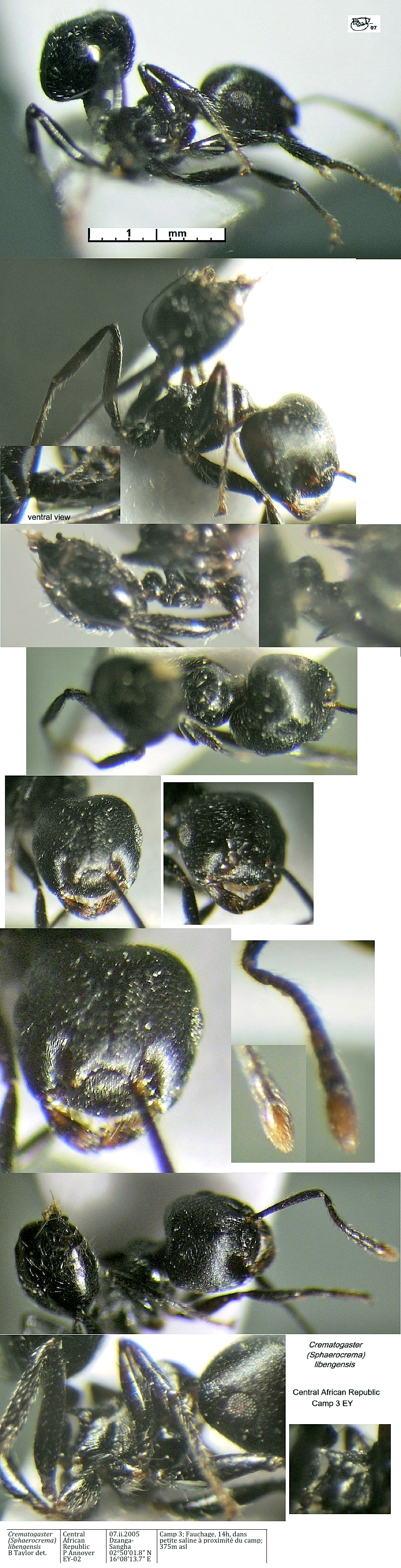 {Crematogaster gabonensis}